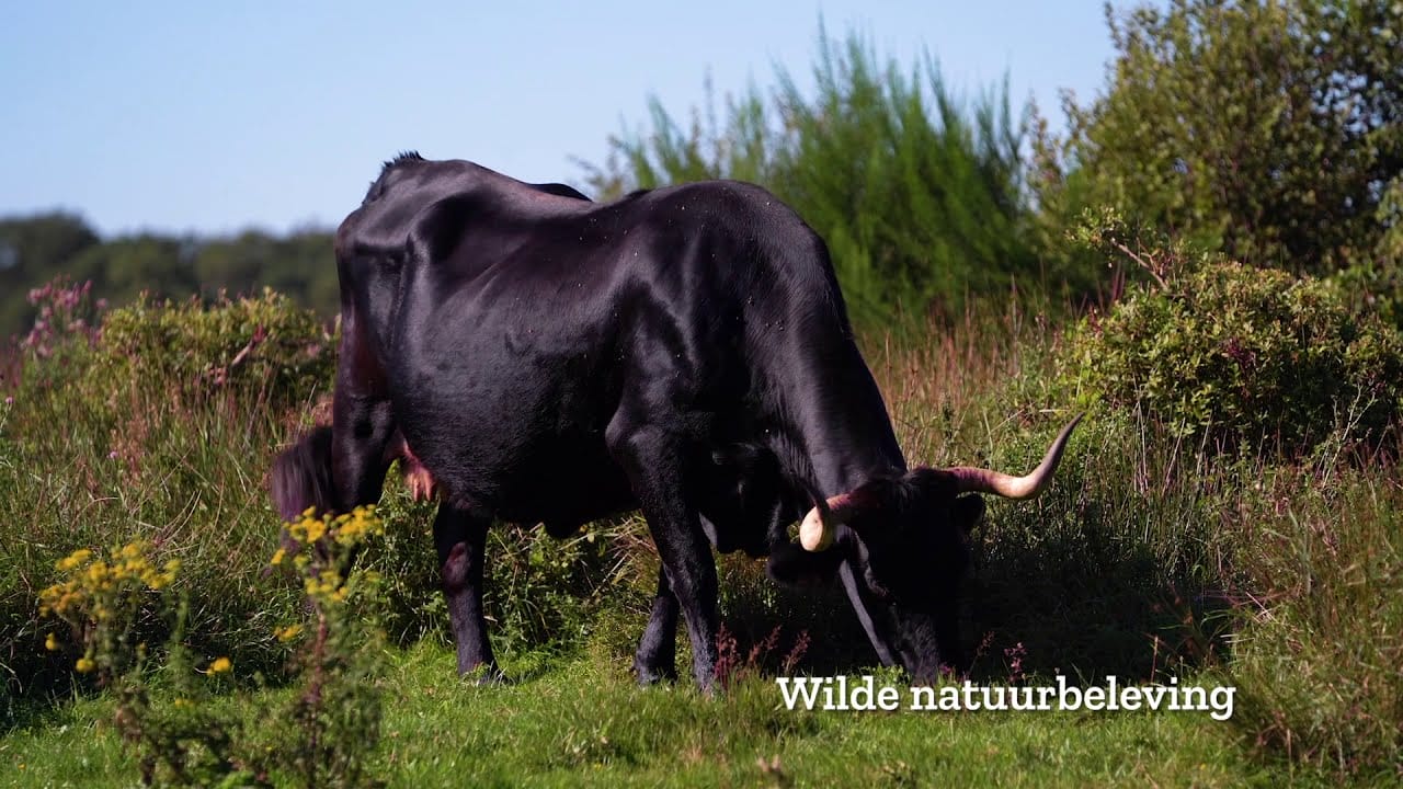 Nationaal Park Drents-Friese Wold